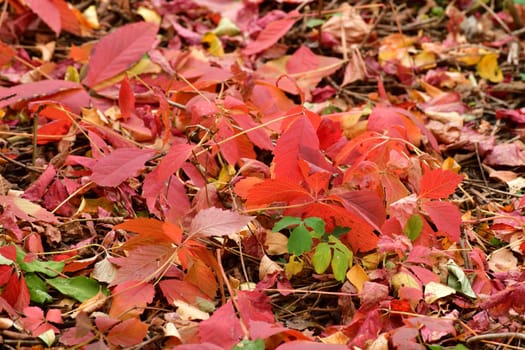 A branch of wild grapes with red autumn leaves lies on the ground