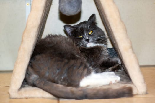 Playful gray shaggy cat at home close up