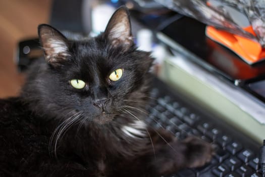 Black impudent cat lying on the keyboard close up