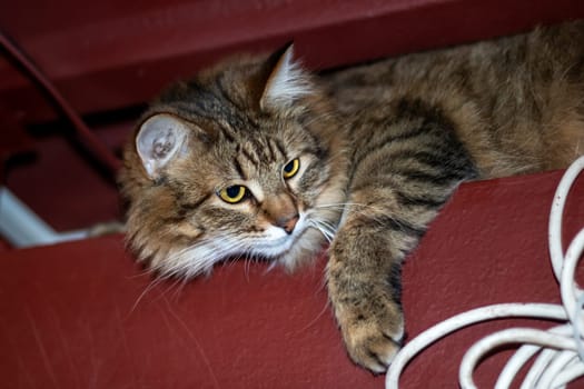 Playful gray shaggy cat at home close up