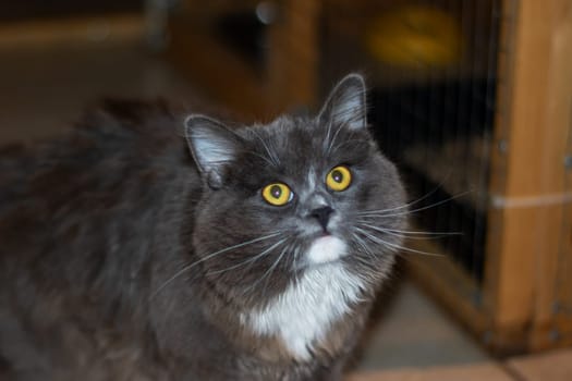 Playful gray shaggy cat at home close up