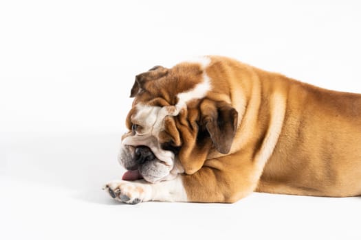 While resting, the dog licks its paws. The English Bulldog was bred as a companion and deterrent dog. A breed with a brown coat with white patches.