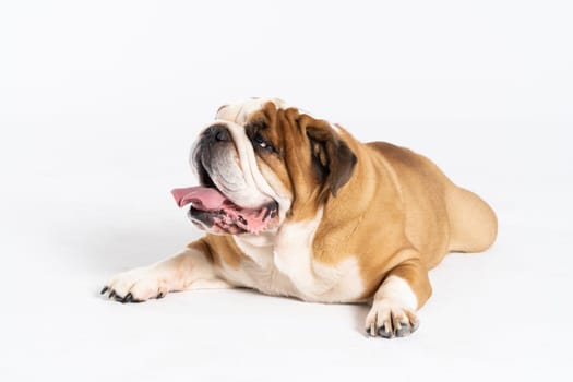 The dog is lying down with its mouth open. The English Bulldog was bred as a companion and deterrent dog. A breed with a brown coat with white patches.