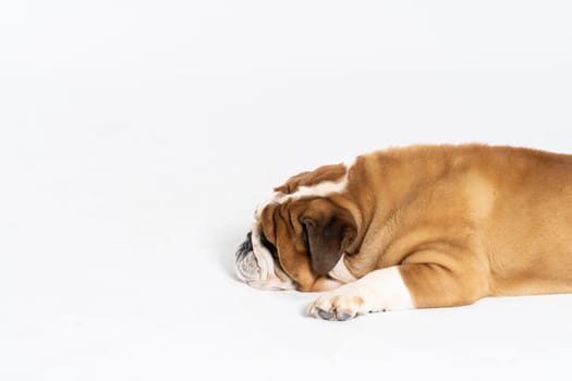 The dog is lying down with its mouth closed. The English Bulldog was bred as a companion and deterrent dog. A breed with a brown coat with white patches.
