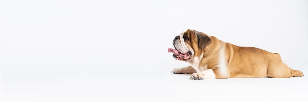 The dog is lying down with its mouth open. The English Bulldog was bred as a companion and deterrent dog. A breed with a brown coat with white patches. Panoramic frame.