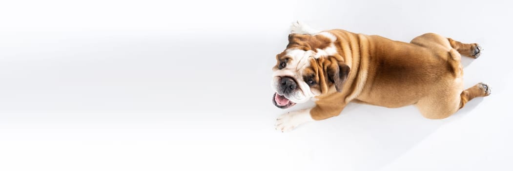 Let's look at the fat dog lying on the floor from above. The English Bulldog was bred as a companion and deterrent dog. A breed with a brown coat with white patches. Panoramic frame.