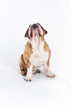 The dog is looking high up and waiting for a treat. The English Bulldog was bred as a companion and deterrent dog. A breed with a brown coat with white patches