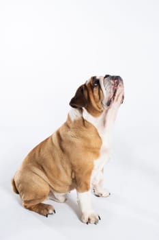 The dog is looking high up and waiting for a treat. The English Bulldog was bred as a companion and deterrent dog. A breed with a brown coat with white patches