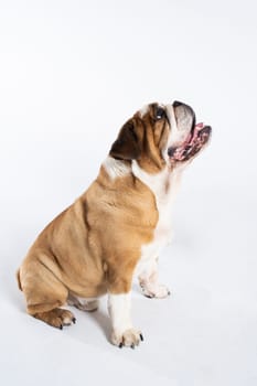 The dog is sitting and panting with its tongue outstretched. The English Bulldog was bred as a companion and deterrent dog. A breed with a brown coat with white patches.