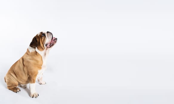 The dog is sitting and panting with its tongue outstretched. The English Bulldog was bred as a companion and deterrent dog. A breed with a brown coat with white patches. Panoramic frame.
