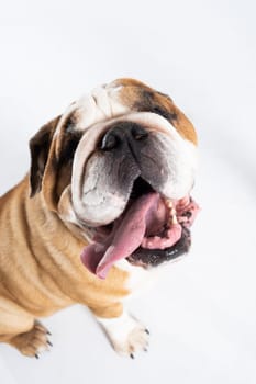 Open mouth. The English Bulldog was bred as a companion and deterrent dog. A breed with a brown coat with white patches.