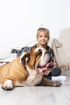 Little girl is petting the dog. English Bulldog as a faithful friend of man. A breed with a brown coat with white patches.