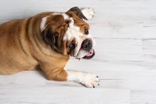 Let's look at the fat dog lying on the floor from above. The English Bulldog was bred as a companion and deterrent dog. A breed with a brown coat with white patches.