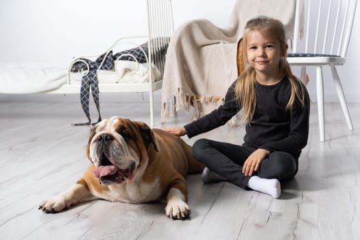 Little girl is petting the dog. English Bulldog as a faithful friend of man. A breed with a brown coat with white patches.