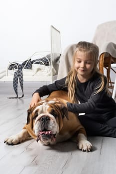 Little girl is petting the dog. English Bulldog as a faithful friend of man. A breed with a brown coat with white patches.