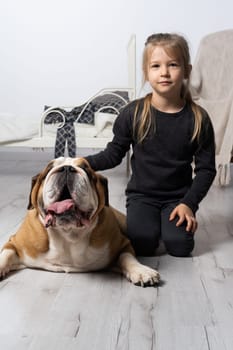 Little girl is petting the dog. English Bulldog as a faithful friend of man. A breed with a brown coat with white patches.