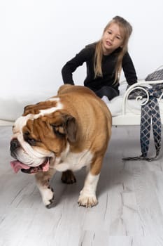 The girl and the dog are in the same room. Piebald english bulldog and little girl.