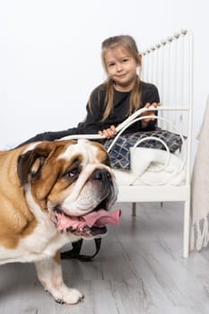 Let's look at the fat dog lying on the floor from above. The English Bulldog was bred as a companion and deterrent dog. A breed with a brown coat with white patches.