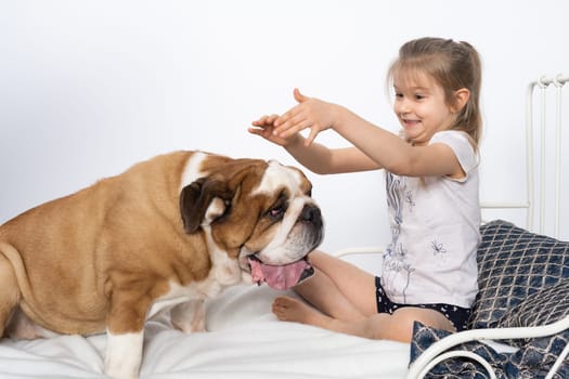 The girl is playing with her dog friend on her own bed at home. A breed with a brown coat with white patches.