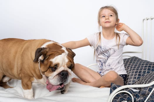 The girl is playing with her dog friend on her own bed at home. A breed with a brown coat with white patches.