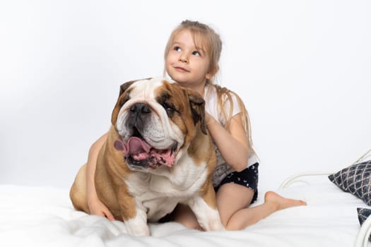 A moment of joy and dreams while playing with the English Bulldog. Child and dog. A breed with a brown coat with white patches.