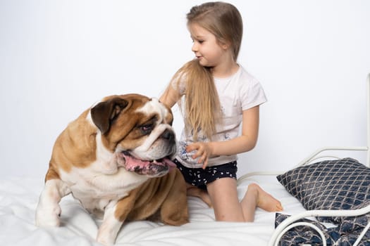 The girl is playing with her dog friend on her own bed at home. A breed with a brown coat with white patches.