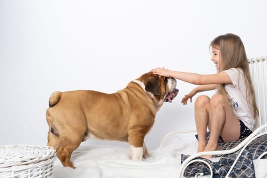 The girl is playing with her dog friend on her own bed at home. A breed with a brown coat with white patches.