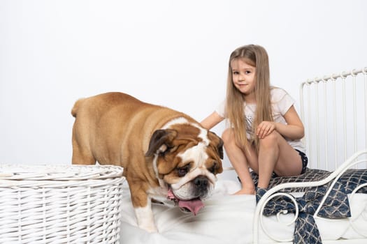 The girl is playing with her dog friend on her own bed at home. A breed with a brown coat with white patches.
