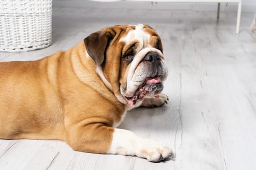 The dog is lying down with its mouth open. The English Bulldog was bred as a companion and deterrent dog. A breed with a brown coat with white patches.