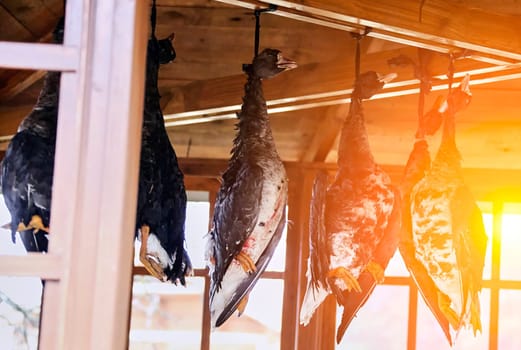 Dead geese hang under the roof of the gazebo, hanging by their necks. Hunter's trophies.