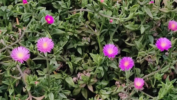 green background, pink flowers, nature flora, botany plant, botanical species garden variety. High quality photo