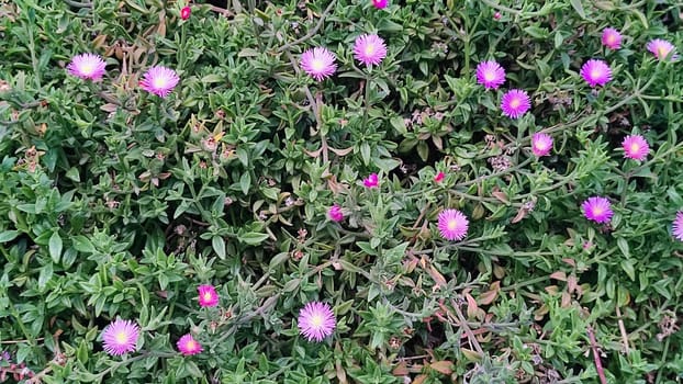 green background, pink flowers, nature flora, botany plant, botanical species garden variety. High quality photo