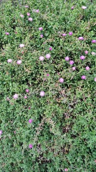 green background, pink flowers, nature flora, botany plant, botanical species garden variety. High quality photo