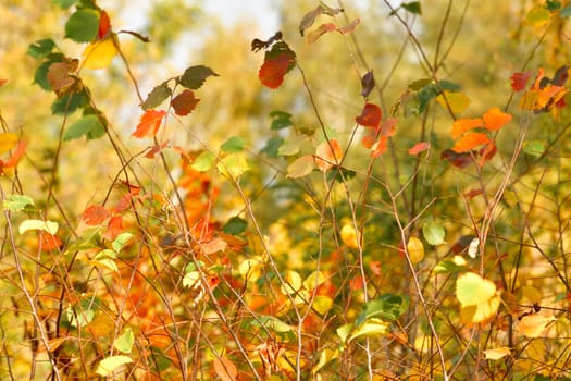 Young twigs of an autumn elm in the forest