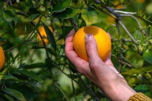 A woman's hand picks fresh oranges from a green tree.3