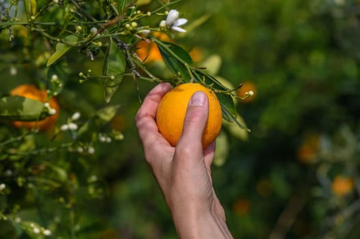 Women's hands pick juicy tasty oranges from a tree in the garden, harvesting on a sunny day. 4