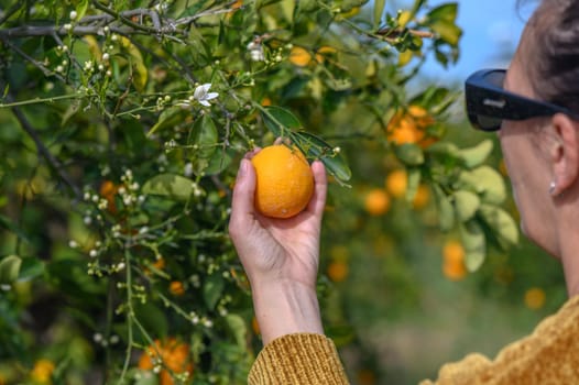 Women's hands pick juicy tasty oranges from a tree in the garden, harvesting on a sunny day.3