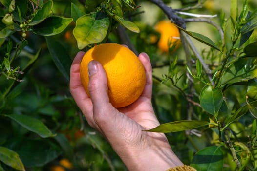 Woman picking orange from tree 3