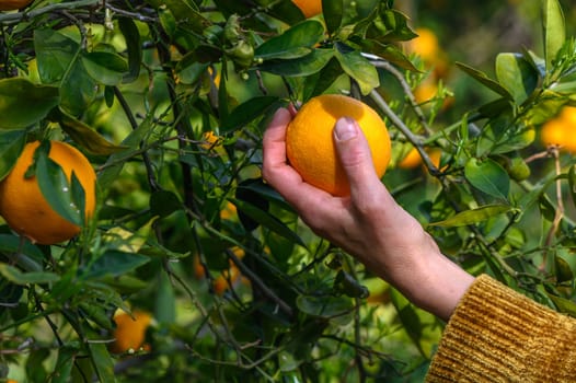 A woman's hand picks fresh oranges from a green tree.4