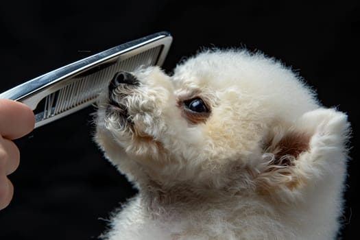 A person grooming a small white dog, using a comb and brush to groom its fur. The dog looks calm and cooperative during the grooming session.