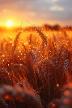 Waves of grain in a field at sunset, symbolizing abundance and the natural world.