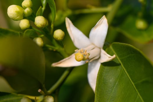 Tree lemon blossom with its foliage and fruit lemons in spring 3