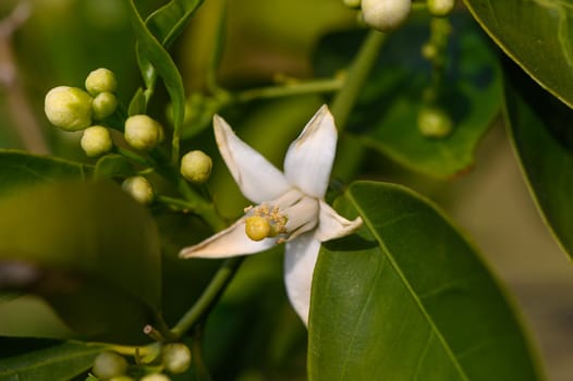 Tree lemon blossom with its foliage and fruit lemons in spring 4