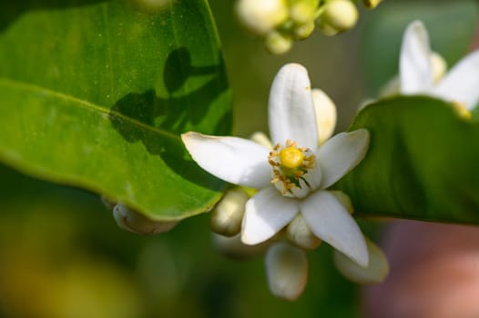 Lemon flower and leaves in a village in the Turkish Republic of Northern Cyprus 3