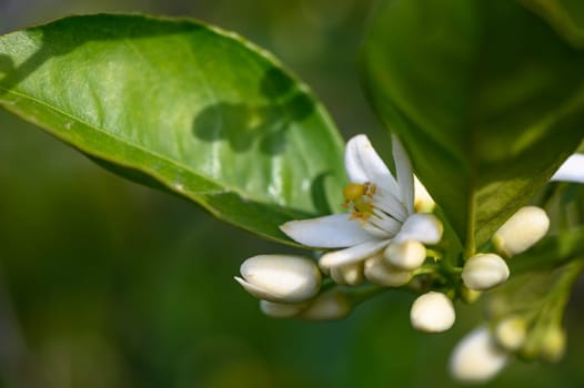 Lemon flower and leaves in a village in the Turkish Republic of Northern Cyprus 4