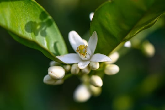 Lemon flower and leaves in a village in the Turkish Republic of Northern Cyprus 6