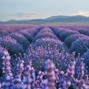 A field of lavender under a clear sky, representing calmness and natural beauty.