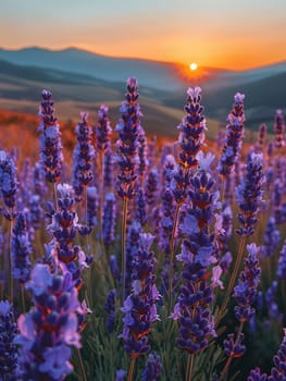 A field of lavender under a clear sky, representing calmness and natural beauty.