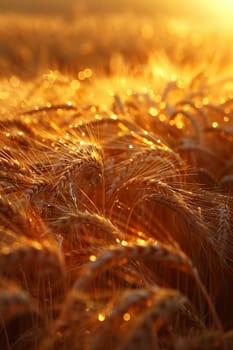 Waves of grain in a field at sunset, symbolizing abundance and the natural world.