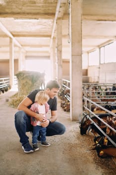 Dad squatted next to a little girl in front of a pen with goats eating grain. High quality photo
